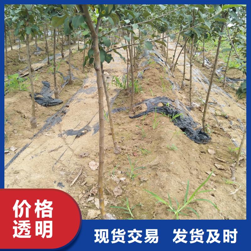 轩园石榴树苗苹果-【苹果苗】厂家直销直供28354.com