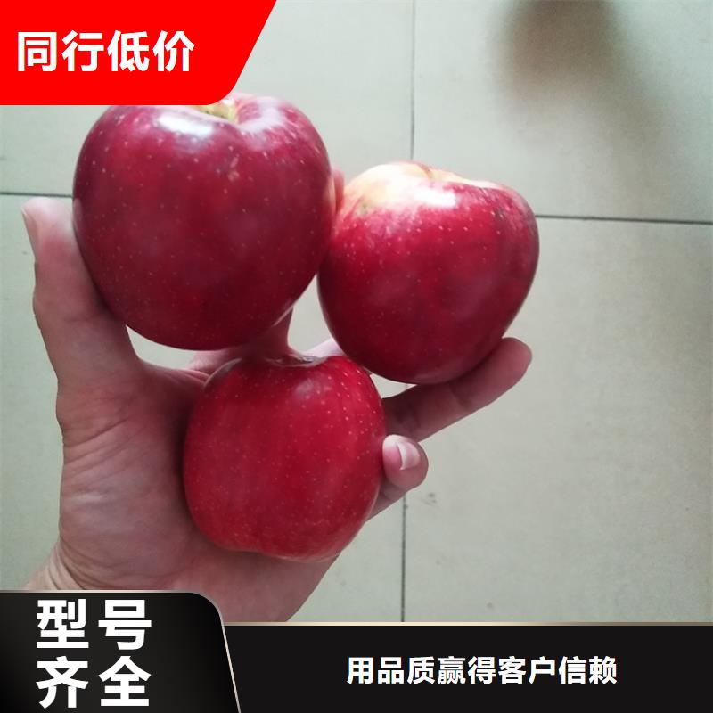 苹果苹果苗精工细致打造