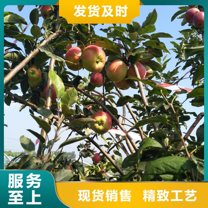 苹果樱桃苗型号全价格低