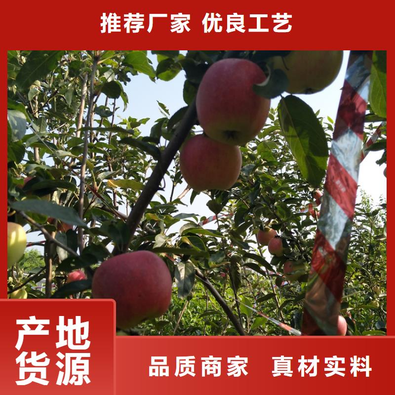 苹果苹果苗精工细致打造