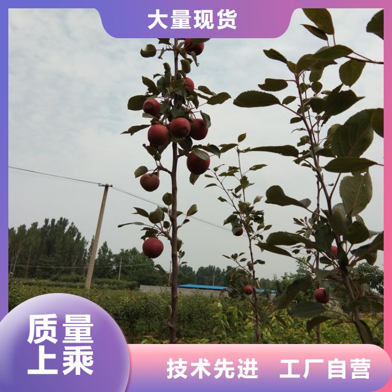 轩园石榴树苗苹果-【苹果苗】厂家直销直供28354.com