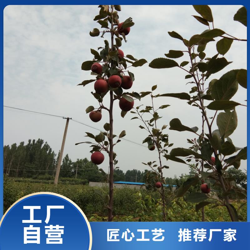 【 苹果_无花果苗规格型号全】-市场覆盖|龙江|碾子山|佳木斯|牡丹江|绥化|哈尔滨|鹤岗-二八商务