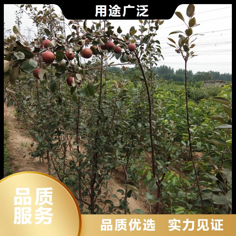 【苹果_板栗苗精心】