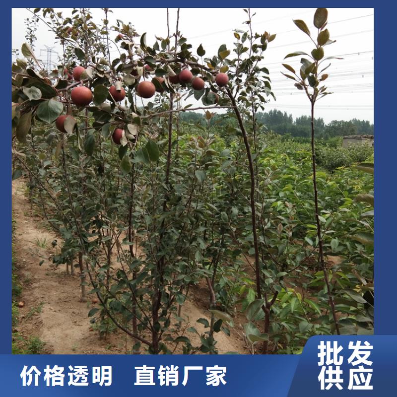 【苹果_板栗苗精心】
