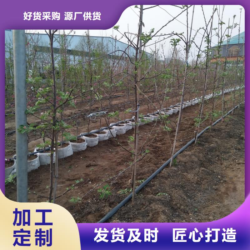 苹果,嘎啦苹果诚信商家服务热情