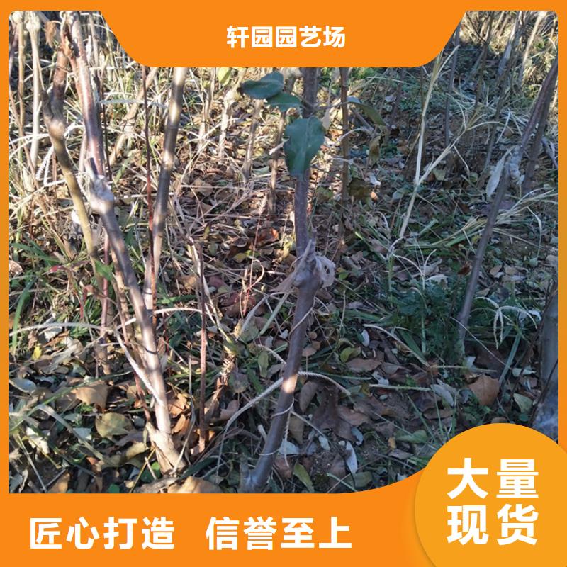 【苹果_板栗苗精心】
