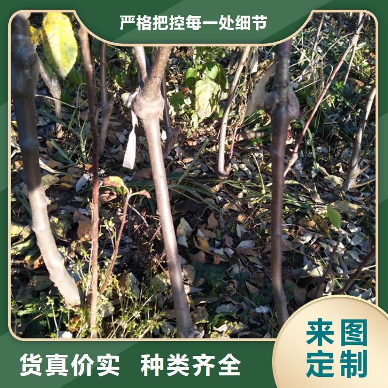 【 苹果_无花果苗规格型号全】-市场覆盖|龙江|碾子山|佳木斯|牡丹江|绥化|哈尔滨|鹤岗-二八商务