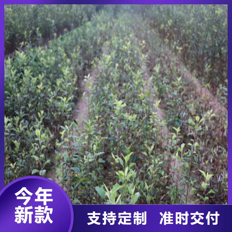 【 苹果_无花果苗规格型号全】-市场覆盖|龙江|碾子山|佳木斯|牡丹江|绥化|哈尔滨|鹤岗-二八商务