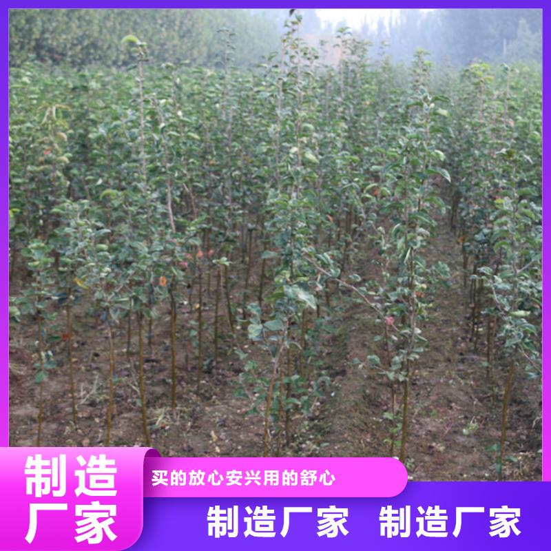 苹果【蓝莓苗】种类丰富