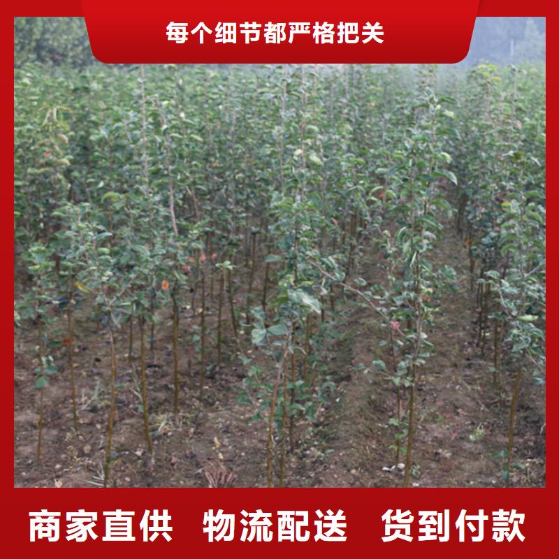 苹果,嘎啦苹果诚信商家服务热情