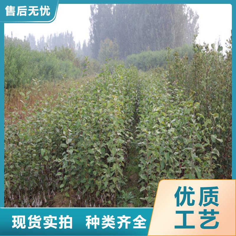 【苹果】桃树苗质检严格|赤峰|鄂尔多斯|阿拉善|兴安|锡林郭勒28354.com