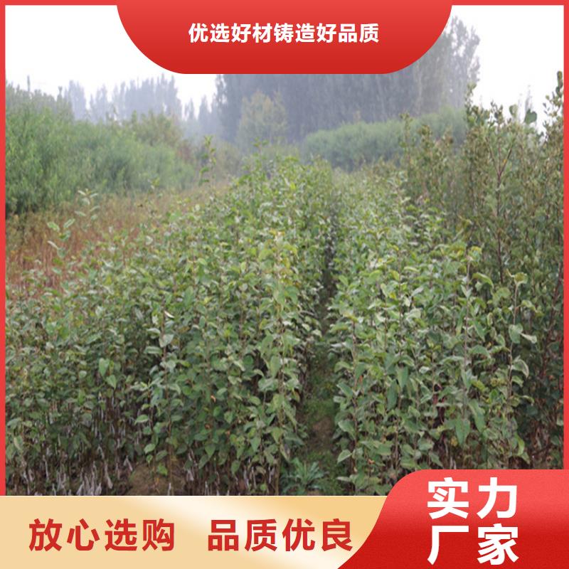 苹果樱桃苗海量库存