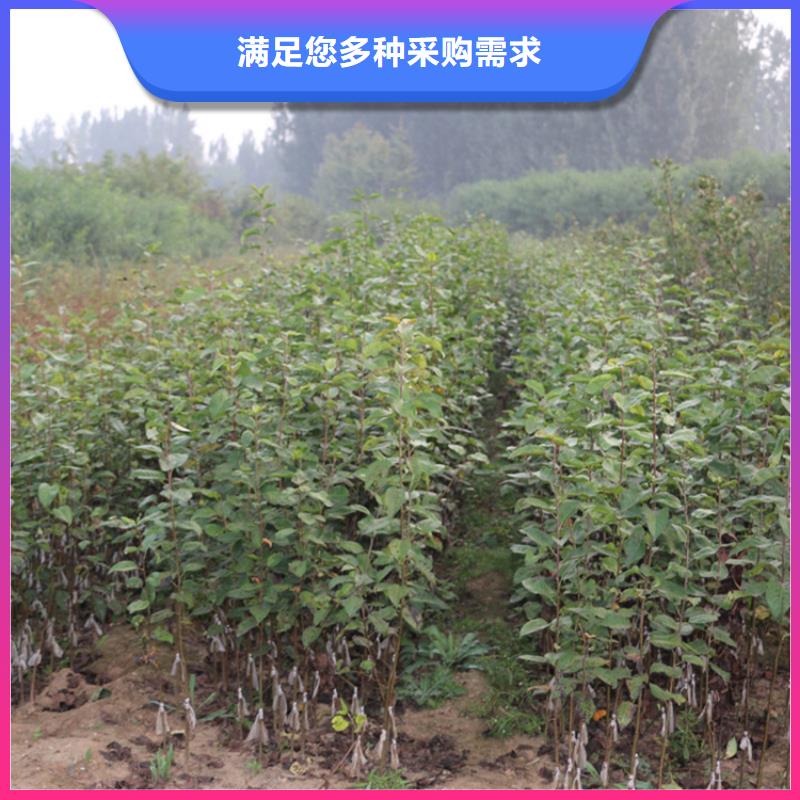 【苹果_板栗苗精心】
