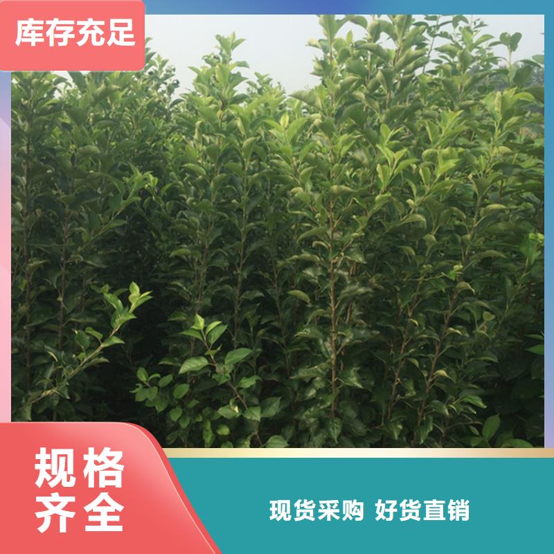 【苹果】桃树苗质检严格|赤峰|鄂尔多斯|阿拉善|兴安|锡林郭勒28354.com