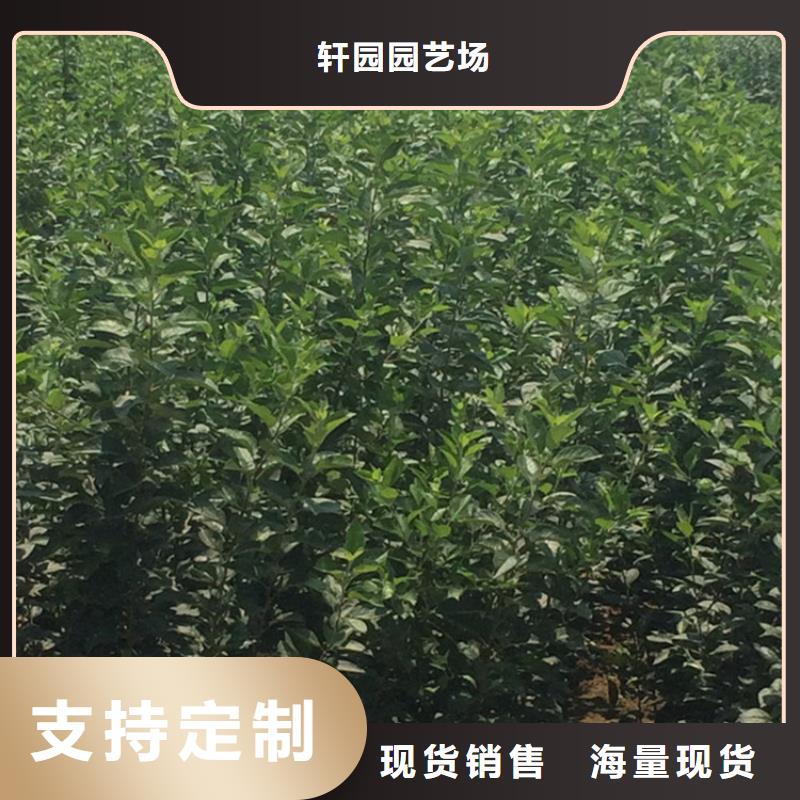 苹果樱桃苗型号全价格低