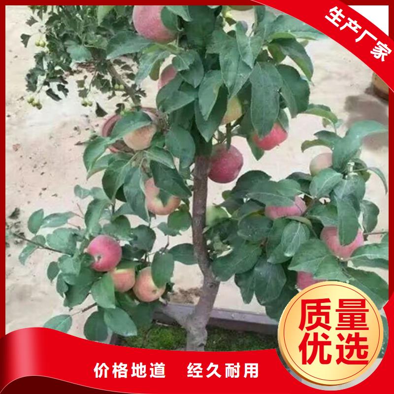 【 苹果_无花果苗规格型号全】-市场覆盖|龙江|碾子山|佳木斯|牡丹江|绥化|哈尔滨|鹤岗-二八商务
