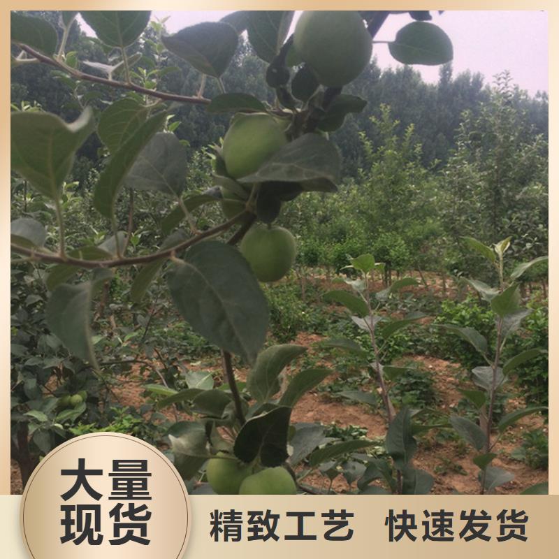 苹果樱桃苗型号全价格低