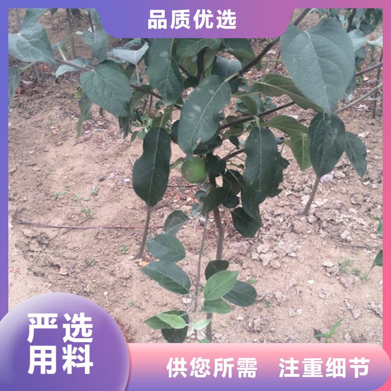 苹果北美冬青大品牌值得信赖