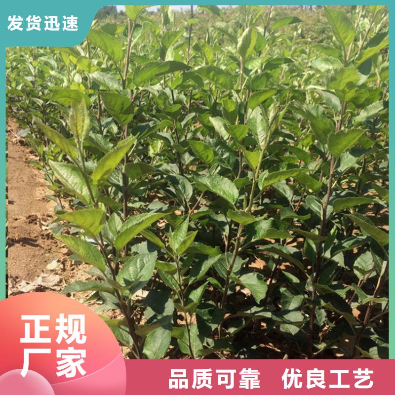 苹果-桃树苗价格实惠工厂直供