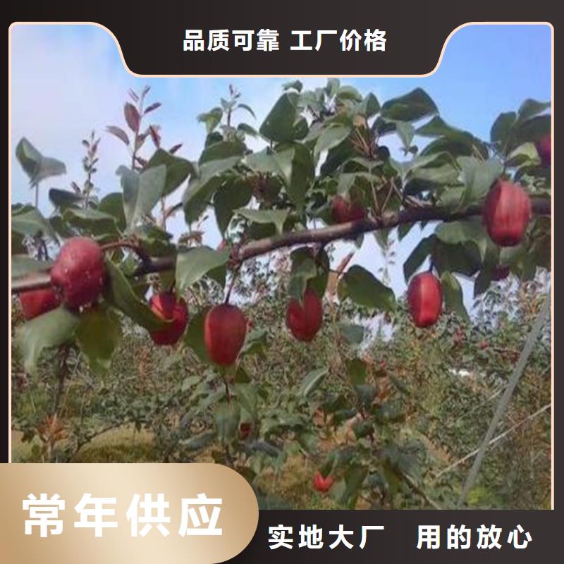 梨树樱桃苗实拍展现