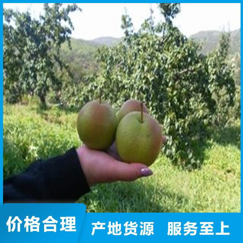 梨树桃树苗精工细致打造