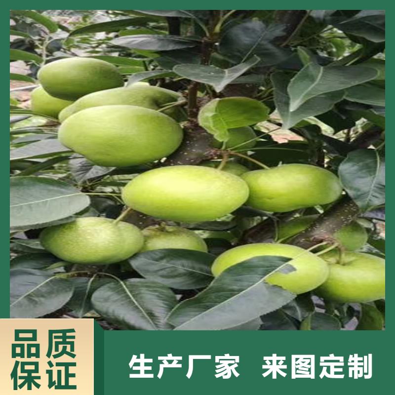 梨树,梨树苗型号齐全