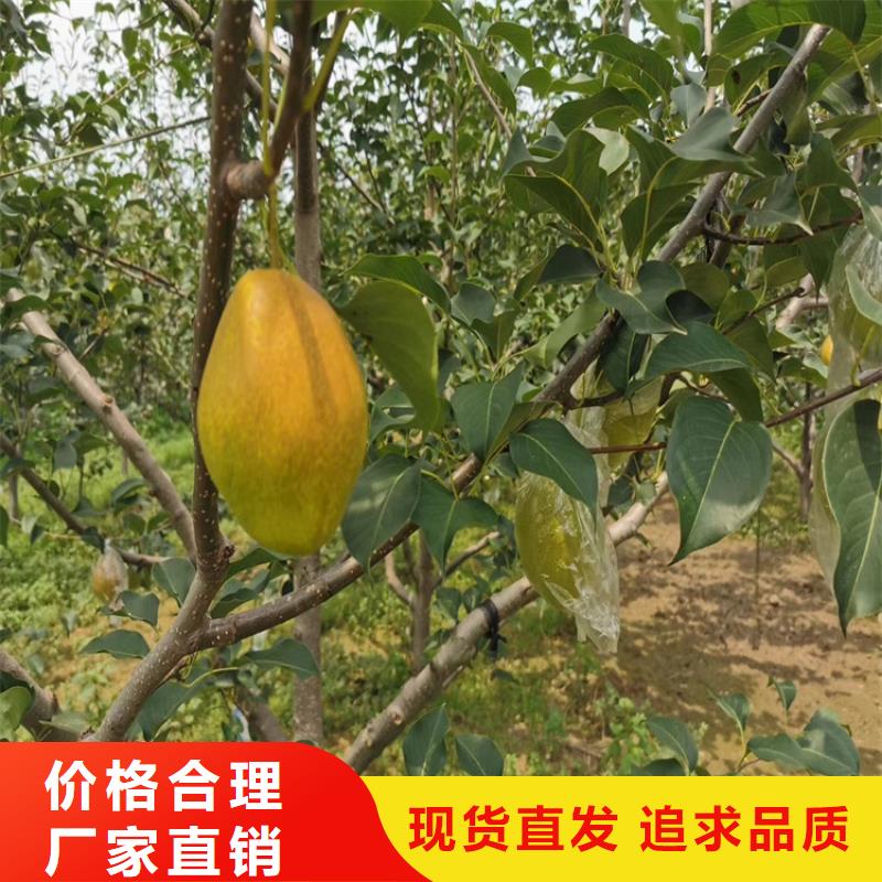 梨树,梨树苗型号齐全