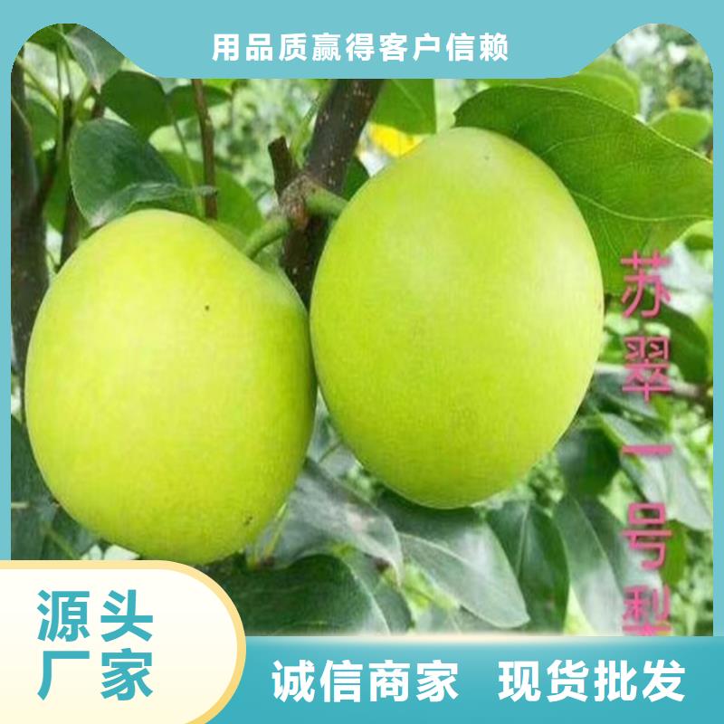 梨树樱桃苗实拍展现