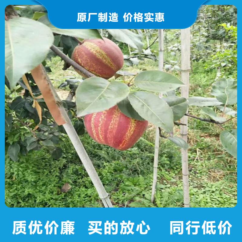 梨树,梨树苗型号齐全