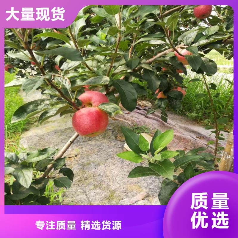 梨树-樱桃苗资质认证