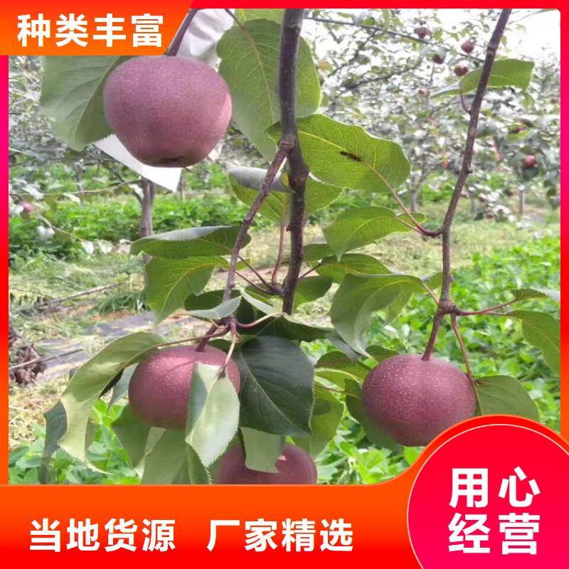 梨树-樱桃苗资质认证