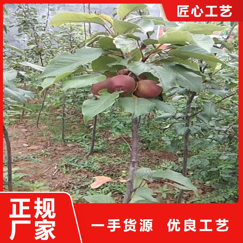 梨树桃树苗精工细致打造