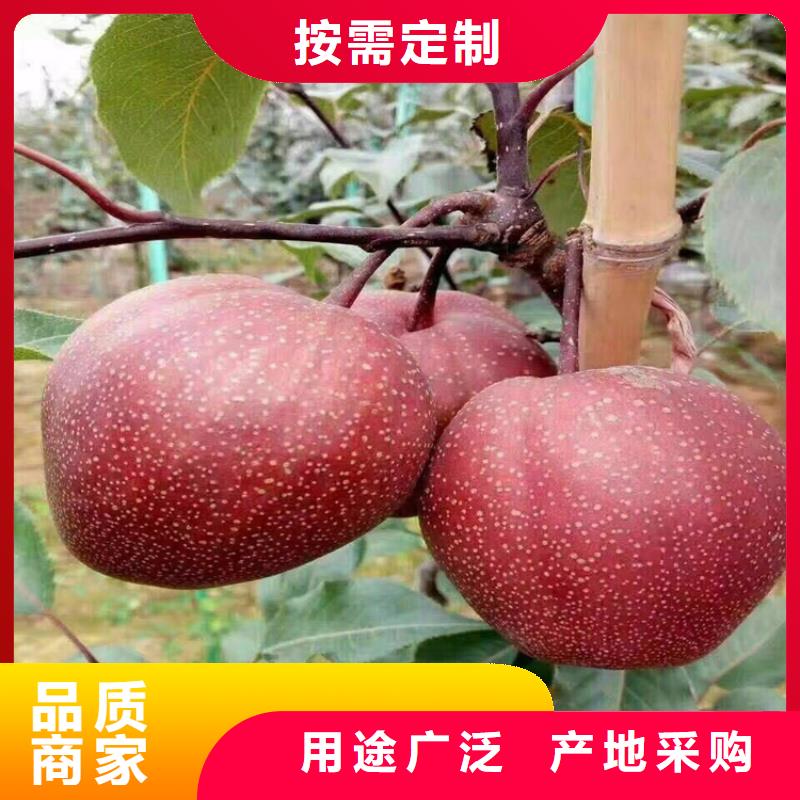 梨树樱桃苗专业按需定制