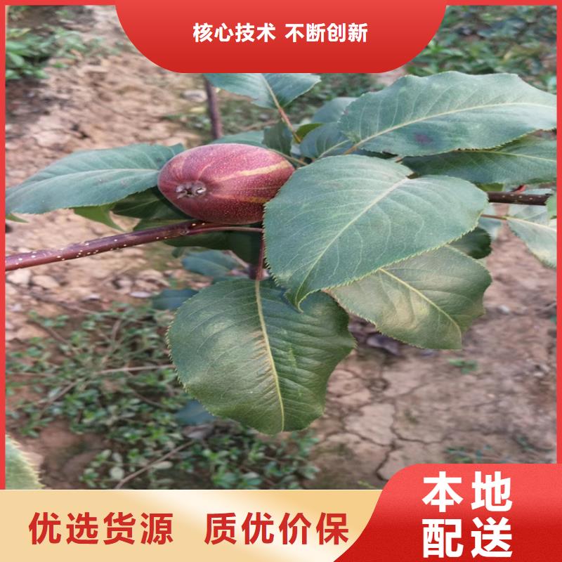 【 梨树 石榴树支持定制】轩园石榴树苗
