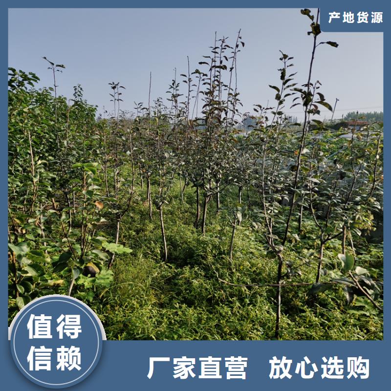 【梨树红石榴苗基地厂家大量现货】