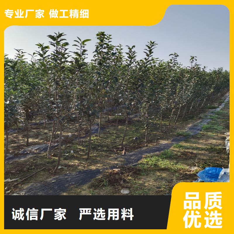 梨树杏树苗支持非标定制