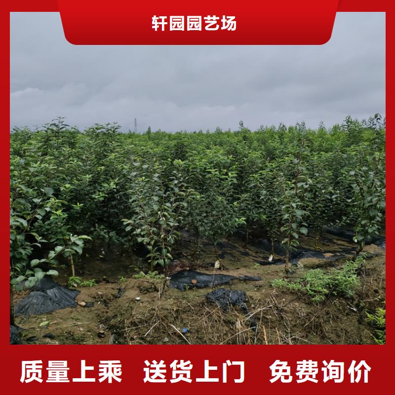 【 梨树 石榴树支持定制】轩园石榴树苗