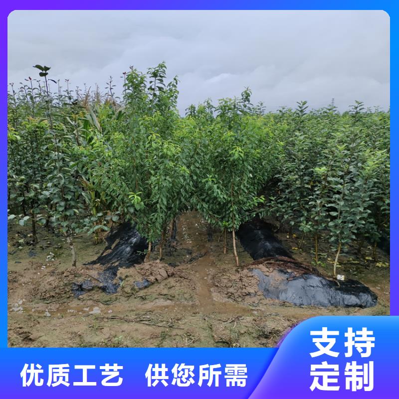 【梨树红石榴苗基地厂家大量现货】