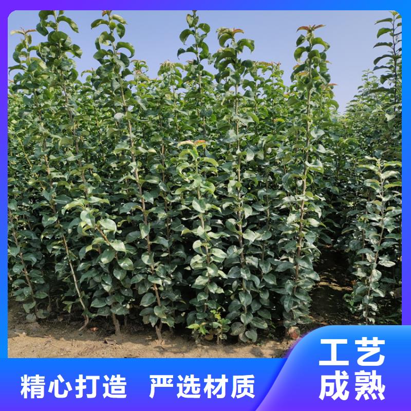 【 梨树 石榴树支持定制】轩园石榴树苗