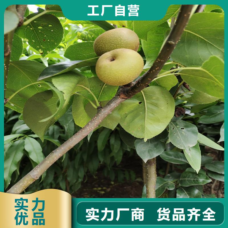 梨树樱桃苗专业按需定制