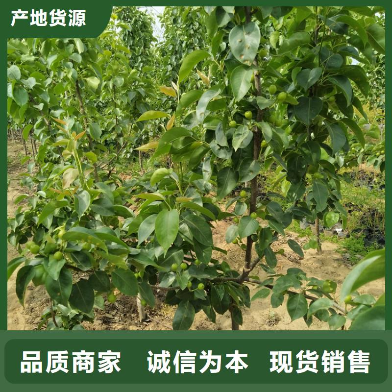 【梨树红石榴苗基地厂家大量现货】