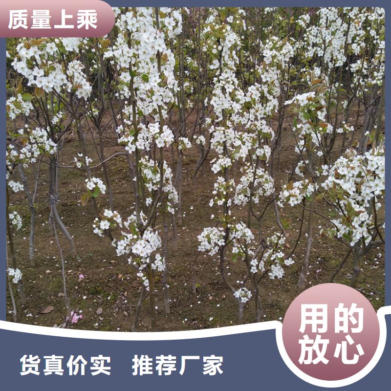 轩园石榴树苗梨树_【【猕猴桃苗】】选择大厂家事心二八商务