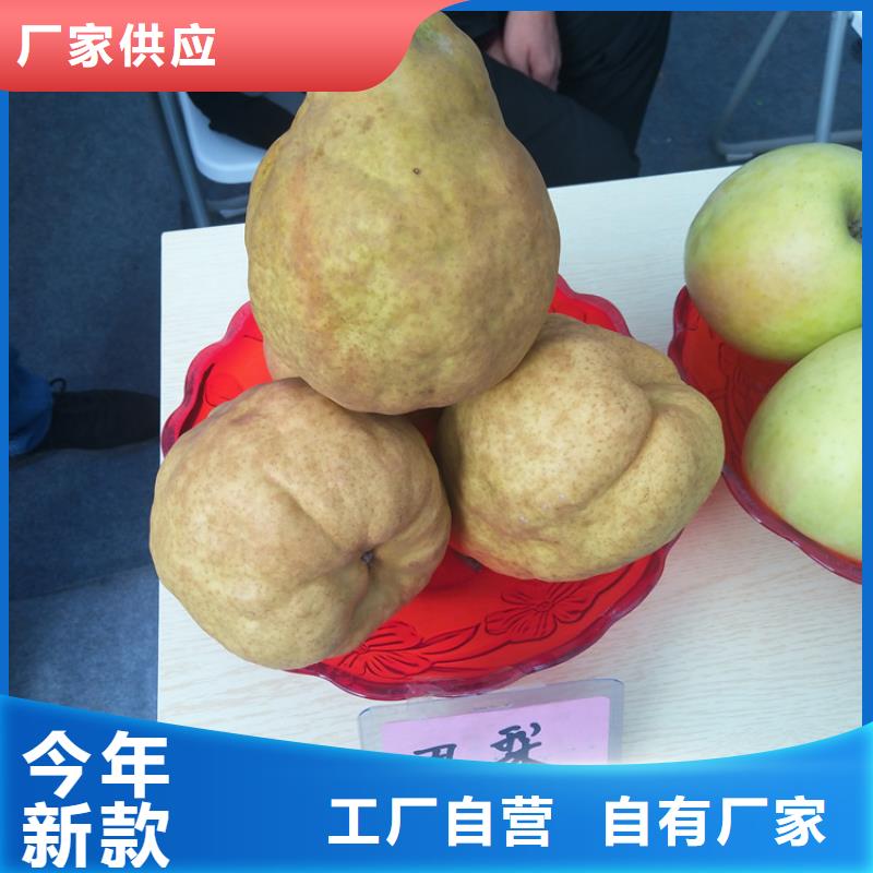 梨树桃树苗精工细致打造
