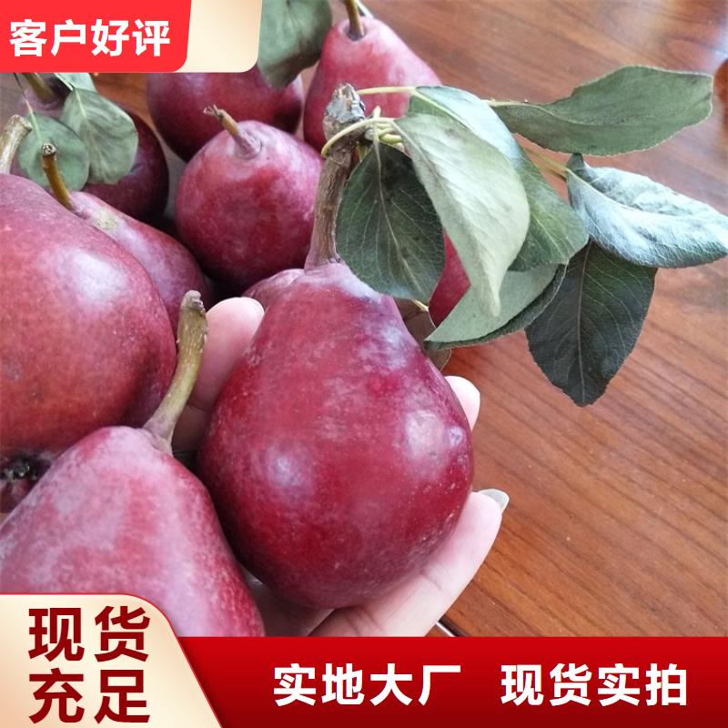 梨树樱桃苗专业按需定制