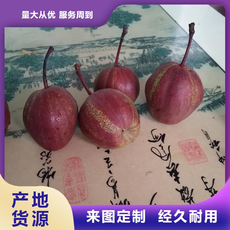 【梨树红石榴苗基地厂家大量现货】