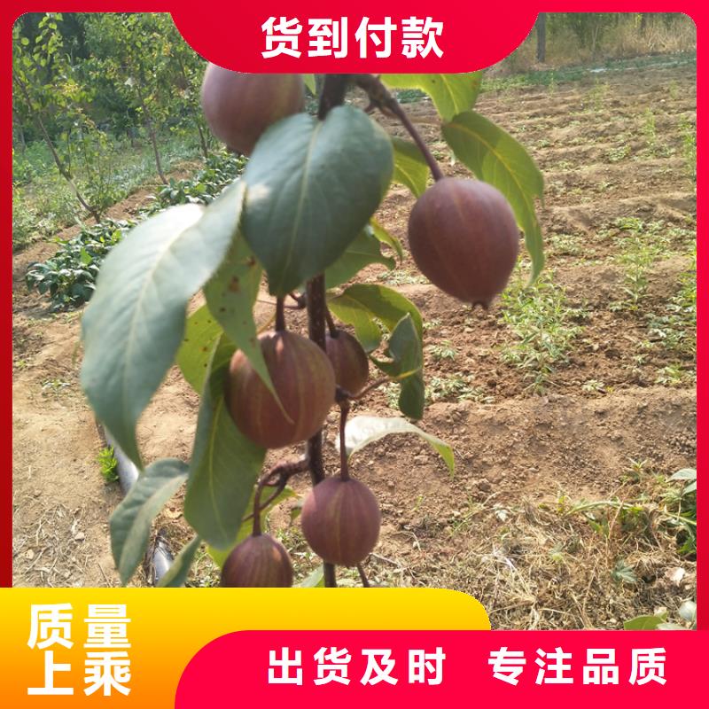 【梨树红石榴苗基地厂家大量现货】