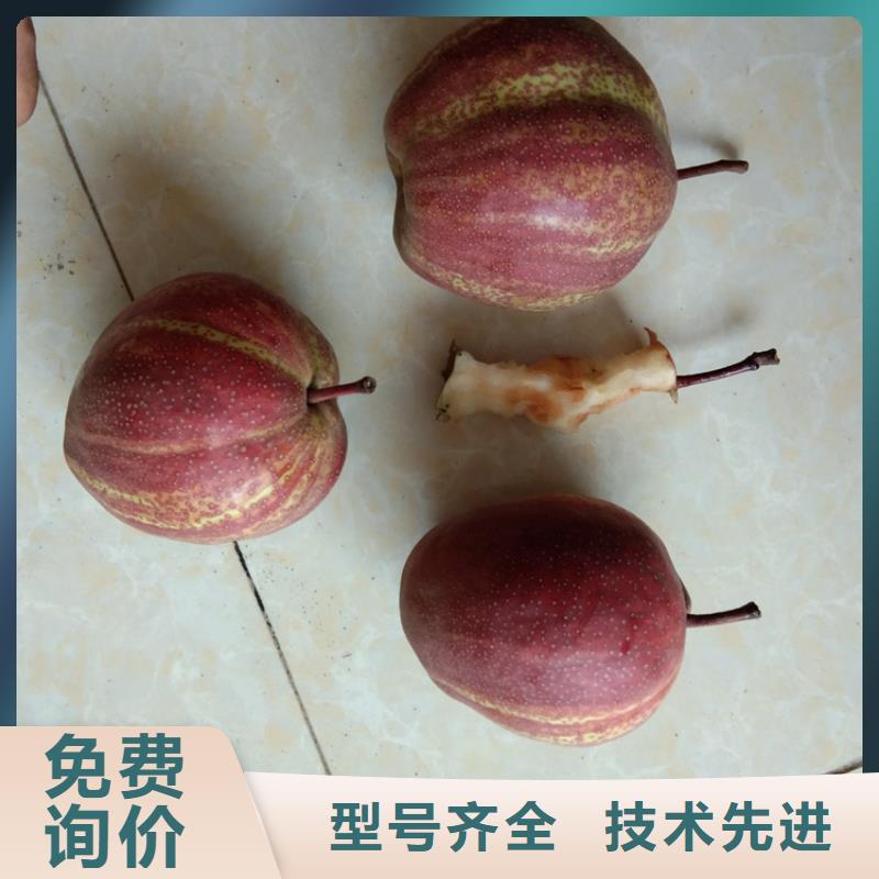 【 梨树 石榴树支持定制】轩园石榴树苗