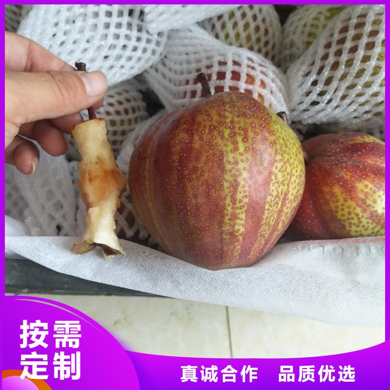 梨树3公分石榴苗好厂家有担当
