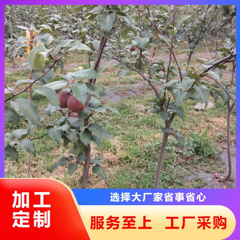 【 梨树 石榴树支持定制】轩园石榴树苗