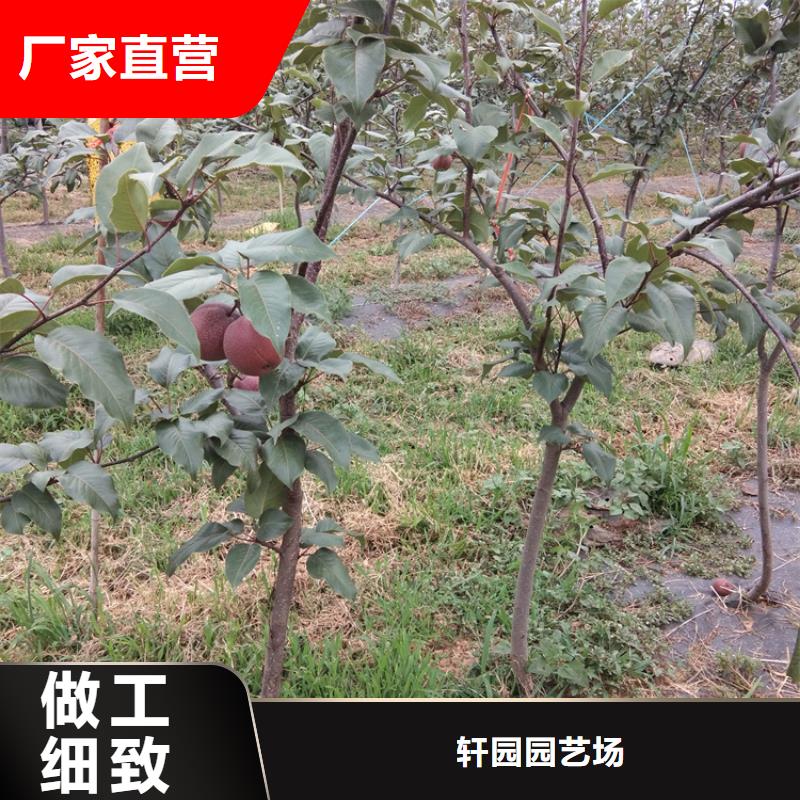 梨树樱桃苗专业按需定制